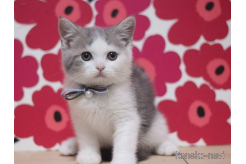 成約済の東京都のスコティッシュフォールド-70797の2枚目